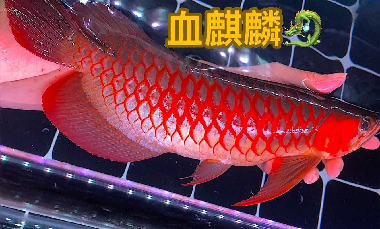 最好看的紅龍魚圖片大全欣賞
