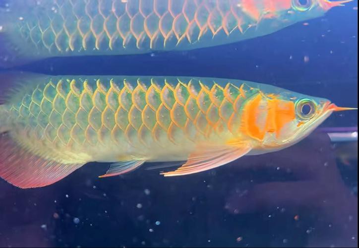 最好看的紅龍魚圖片大全欣賞