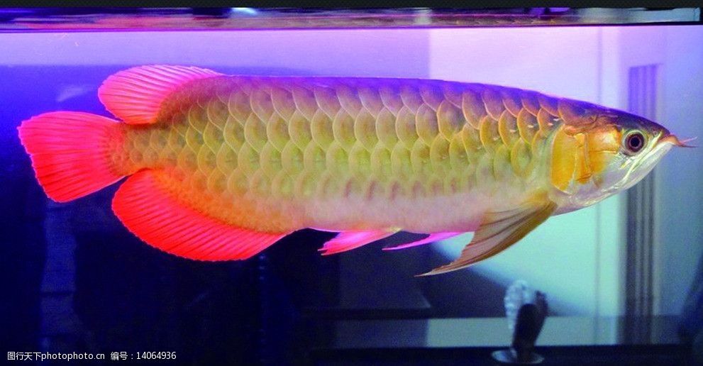 金龍魚動態壁紙軟件推薦