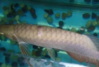 龍魚病了怎么治療視頻：龍魚病了怎么治療