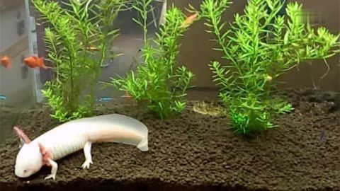 家中養六角龍魚好不好（六角龍魚養殖技巧）