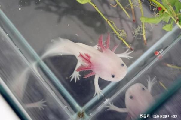 家中養六角龍魚好不好（六角龍魚養殖技巧）