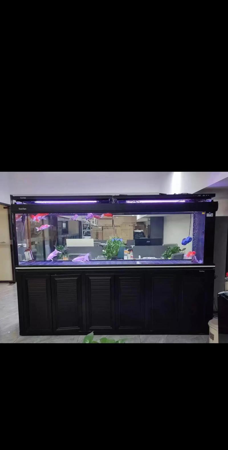 有哪些品牌的水族箱適合養紅龍魚？