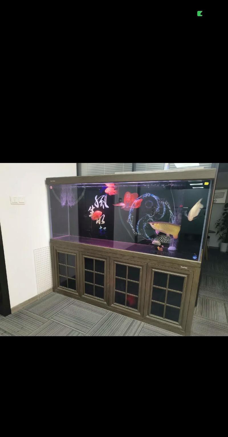 有哪些品牌的水族箱適合養紅龍魚？