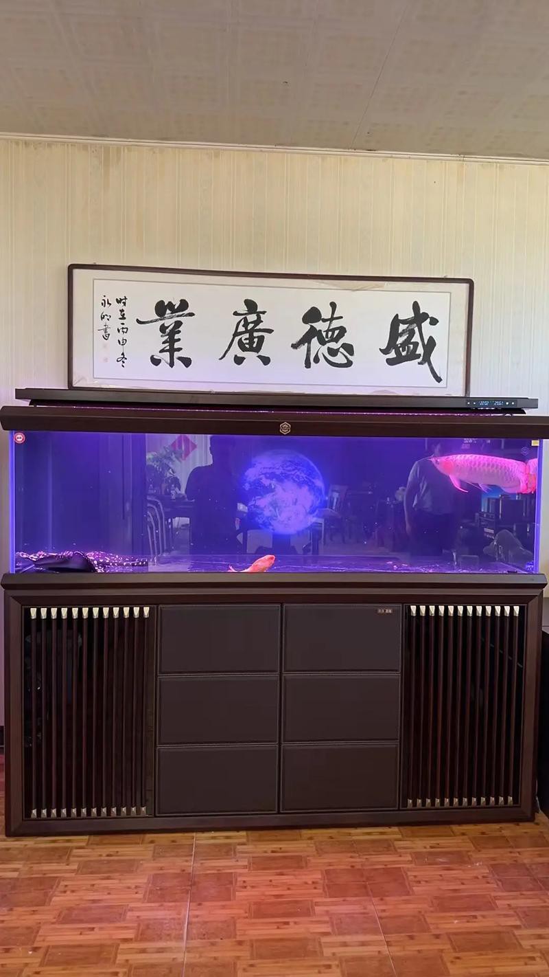 有哪些品牌的水族箱適合養紅龍魚？