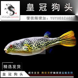 金龍魚和金龍魚混養好嗎：金龍魚和金龍魚混養好嗎視頻