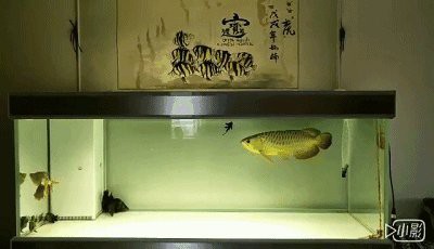 球鯊能和龍魚混養嗎圖片