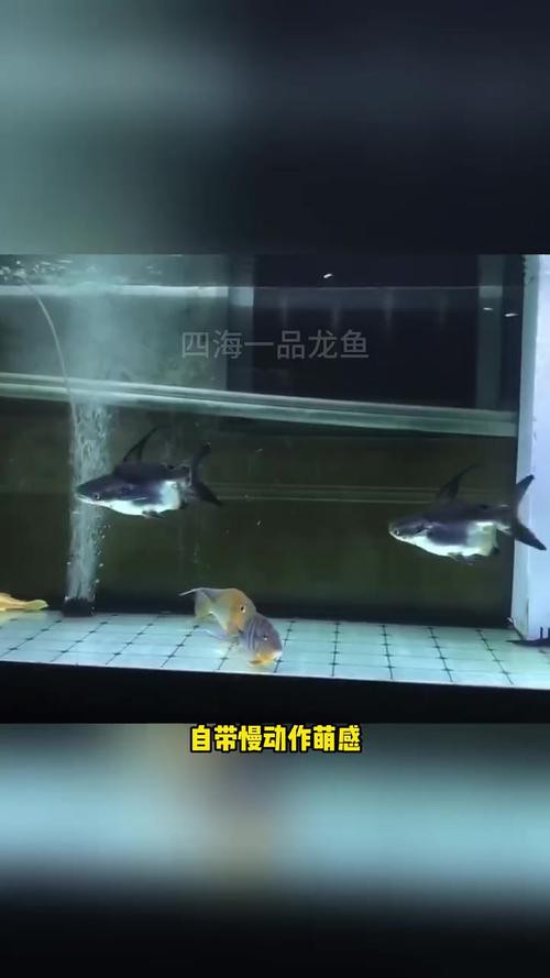 球鯊能和龍魚混養嗎圖片