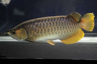 龍魚什么季節(jié)長得快：如何判斷龍魚的生長速度