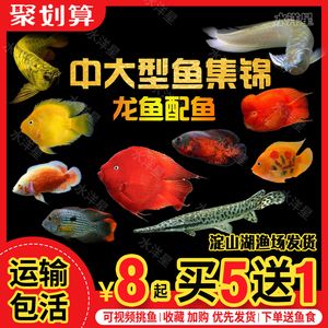 龍魚財(cái)神混養(yǎng)好嗎（龍魚和財(cái)神魚可以混養(yǎng)）