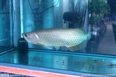 成年銀龍魚和龍魚能混養(yǎng)嗎（成年銀龍魚和龍魚可以混養(yǎng)嗎，混養(yǎng)需要注意什么）