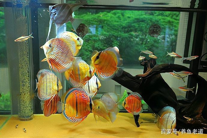 養(yǎng)龍魚可以放凈水藥嗎
