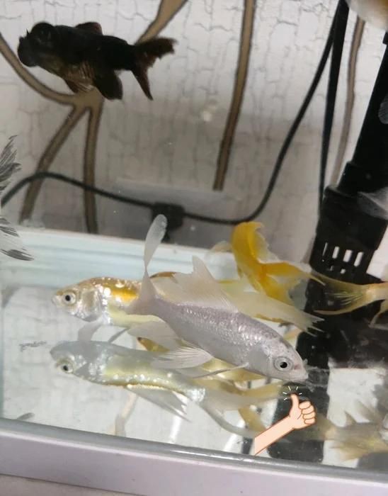 銀龍魚潰爛最簡單三個征兆 銀龍魚潰爛最簡單三個征兆 龍魚百科 第4張