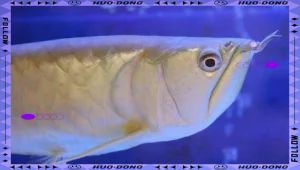 銀龍魚潰爛最簡單三個征兆 銀龍魚潰爛最簡單三個征兆 龍魚百科 第9張