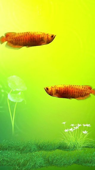 有沒有適合手機的龍魚壁紙？