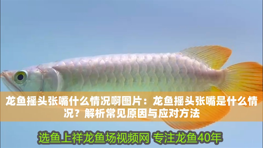 龍魚搖頭張嘴什么情況啊圖片：龍魚搖頭張嘴是什么情況？解析常見原因與應對方法 龍魚搖頭張嘴什么情況啊圖片：龍魚搖頭張嘴是什么情況？解析常見原因與應對方法 龍魚百科 第1張