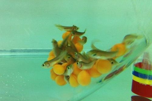 金龍魚魚苗多少錢一條？（金龍魚魚苗市場價格波動,金龍魚魚苗健康檢查方法）