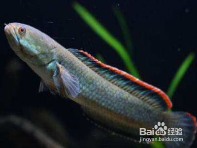 雷龍魚水質(zhì)凈化產(chǎn)品推薦:雷龍魚專用水質(zhì)凈化 龍魚百科 第4張 雷龍魚水質(zhì)凈化產(chǎn)品推薦:雷龍魚專用水質(zhì)凈化 雷龍魚水質(zhì)凈化產(chǎn)品推薦:雷龍魚專用水質(zhì)凈化 龍魚百科 第4張