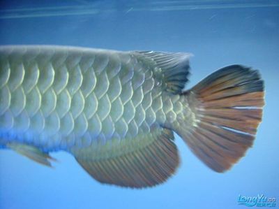 金龍魚多久能發色好看：金龍魚多久發色好看 金龍魚多久能發色好看：金龍魚多久發色好看 龍魚百科 第3張