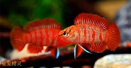 最值錢的龍魚品種：世界上最小的龍魚品種是澳洲星點龍，飼養龍魚需要專業的知識和技能