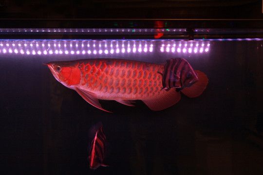 龍魚需要什么光譜的燈光才能養：飼養龍魚的光譜燈光需要什么光譜燈光的信息 龍魚需要什么光譜的燈光才能養：飼養龍魚的光譜燈光需要什么光譜燈光的信息 龍魚百科 第1張