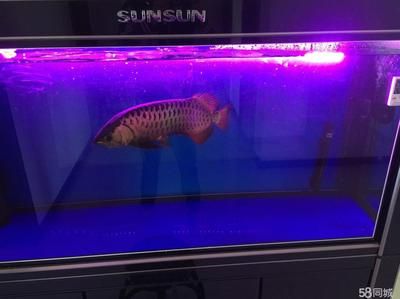 龍魚需要什么光譜的燈光才能養：飼養龍魚的光譜燈光需要什么光譜燈光的信息 龍魚需要什么光譜的燈光才能養：飼養龍魚的光譜燈光需要什么光譜燈光的信息 龍魚百科 第3張