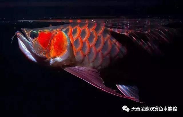 龍魚上色技巧喂藥上色方法圖解大全（龍魚上色技巧喂藥方法圖解）