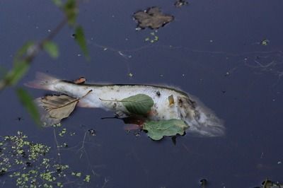 月光鴨嘴魚水質管理技巧(月光鴨嘴魚水質管理技巧,月光鴨嘴魚混養比例建議) 龍魚百科 第2張 月光鴨嘴魚水質管理技巧(月光鴨嘴魚水質管理技巧,月光鴨嘴魚混養比例建議) 月光鴨嘴魚水質管理技巧(月光鴨嘴魚水質管理技巧,月光鴨嘴魚混養比例建議) 龍魚百科 第2張