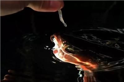 如何鍛煉龍魚膽量的方法：如何鍛煉龍魚膽量