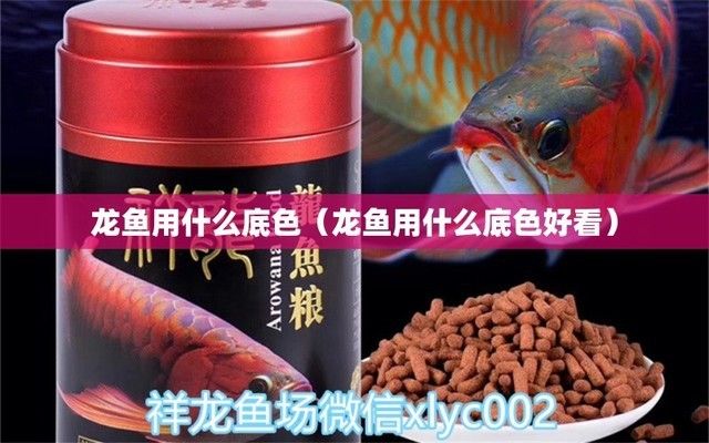 龍魚缸什么底色好，關于龍魚缸底色選擇的相關介紹