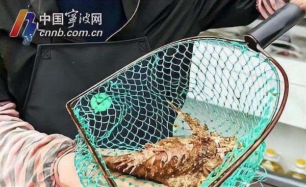 老虎異形魚種類大全