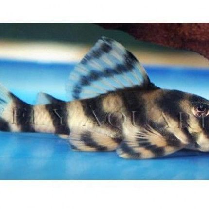 老虎異形魚種類大全