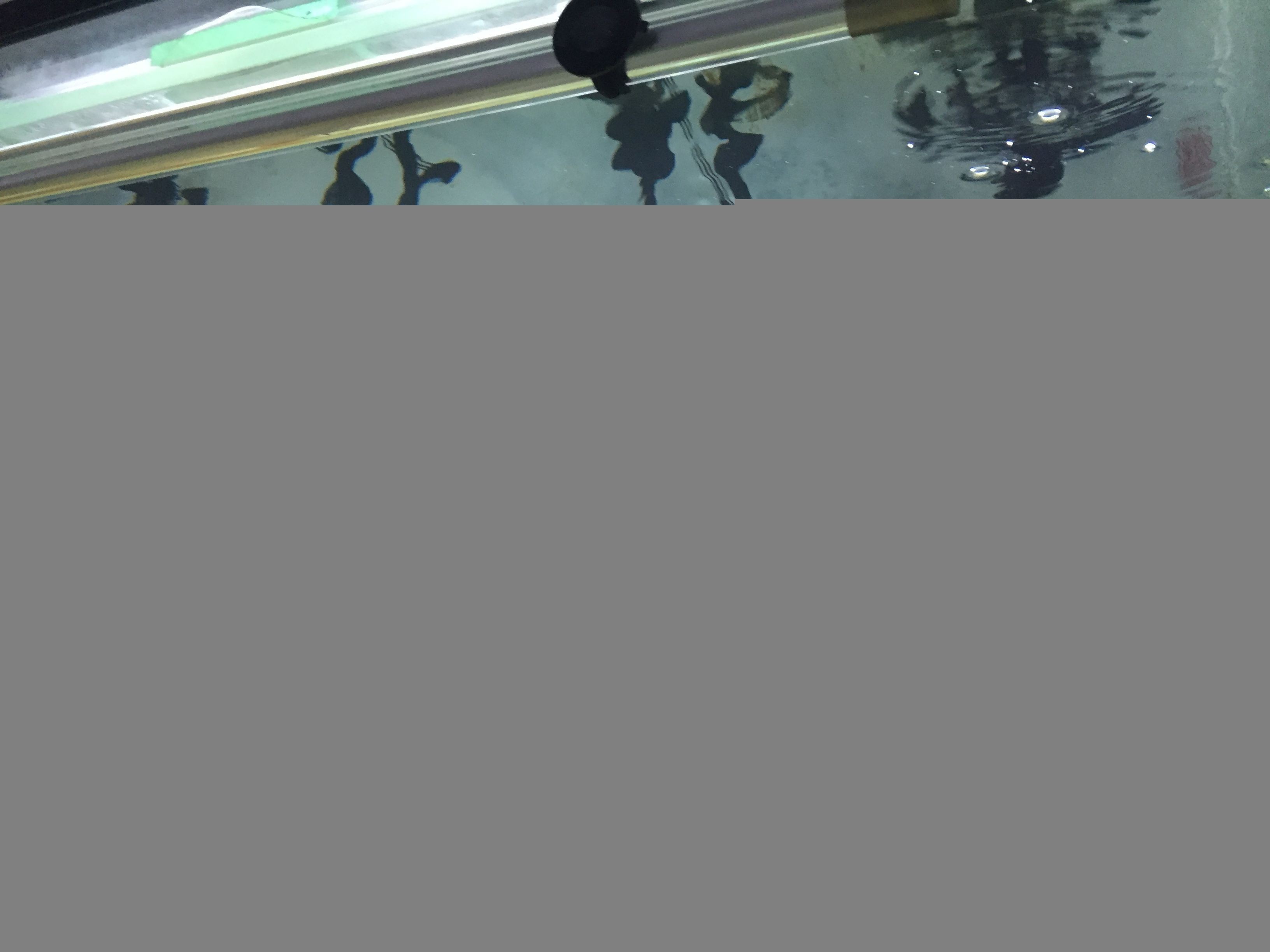 紅龍魚王飼養環境要求：紅龍魚王的飼養環境 紅龍魚王飼養環境要求：紅龍魚王的飼養環境 龍魚百科 第4張