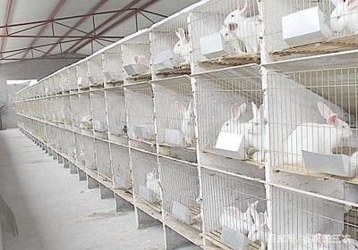 國內金龍魚養殖場排名榜：國內最大的金龍魚養殖場在哪里？