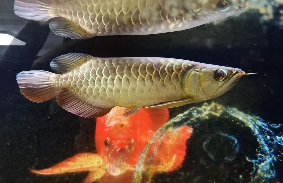 金龍魚好養嗎要求高