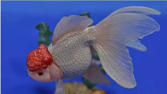 龍魚爛尾病多久會惡化？