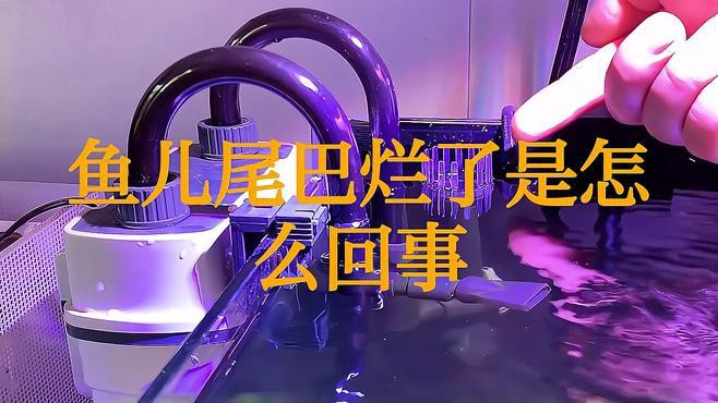 龍魚爛尾病多久會惡化？