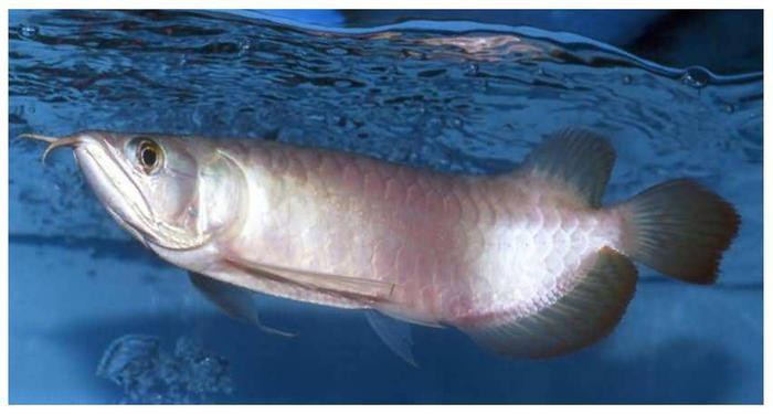 白金龍魚能吃嗎