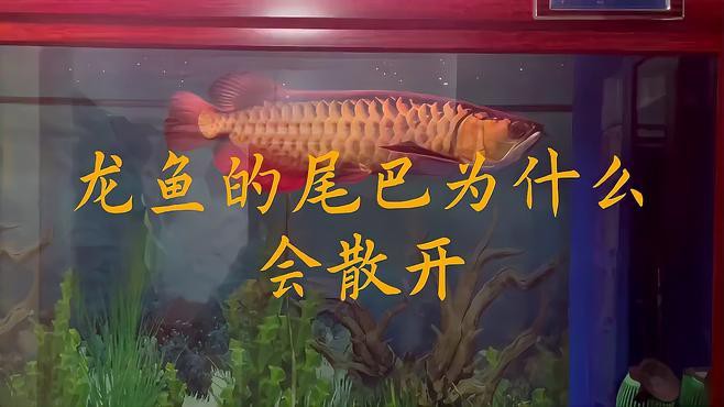 龍魚掉尾后還能恢復(fù)原狀嗎？