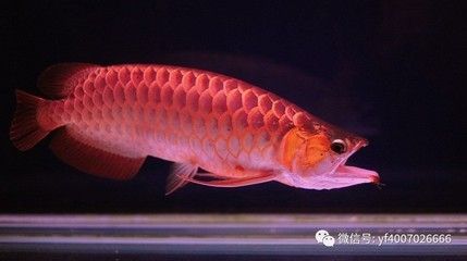 紅龍魚最長能養(yǎng)到多長？（紅龍魚的最大體長可以超過1米嗎？）