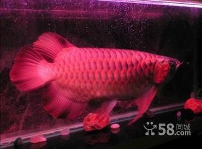 紅龍魚最長能養到多長？（紅龍魚的最大體長可以超過1米嗎？）