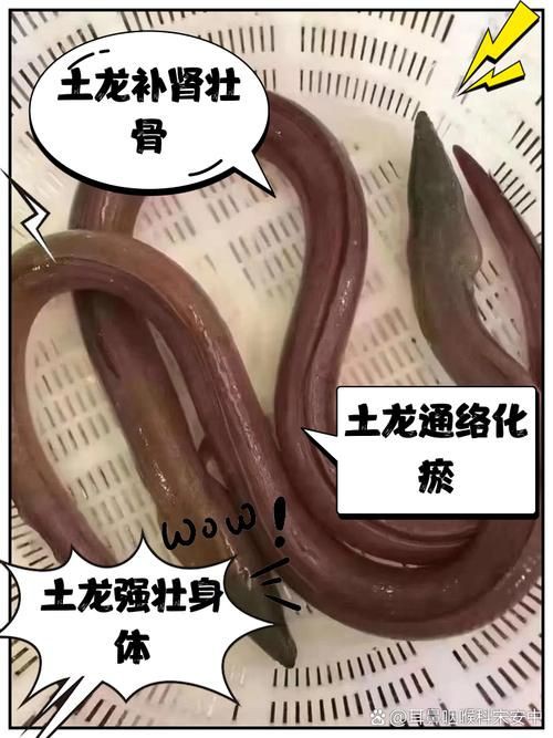 龍魚腹水最怕三個東西圖片 龍魚腹水最怕三個東西圖片 龍魚百科 第20張