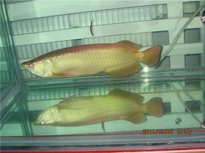 龍魚腹水最怕三個東西圖片 龍魚腹水最怕三個東西圖片 龍魚百科 第19張