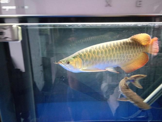 龍魚腹水最怕三個東西圖片 龍魚腹水最怕三個東西圖片 龍魚百科 第12張