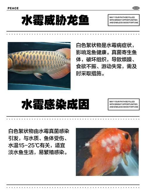 龍魚腹水最怕三個東西圖片 龍魚腹水最怕三個東西圖片 龍魚百科 第15張