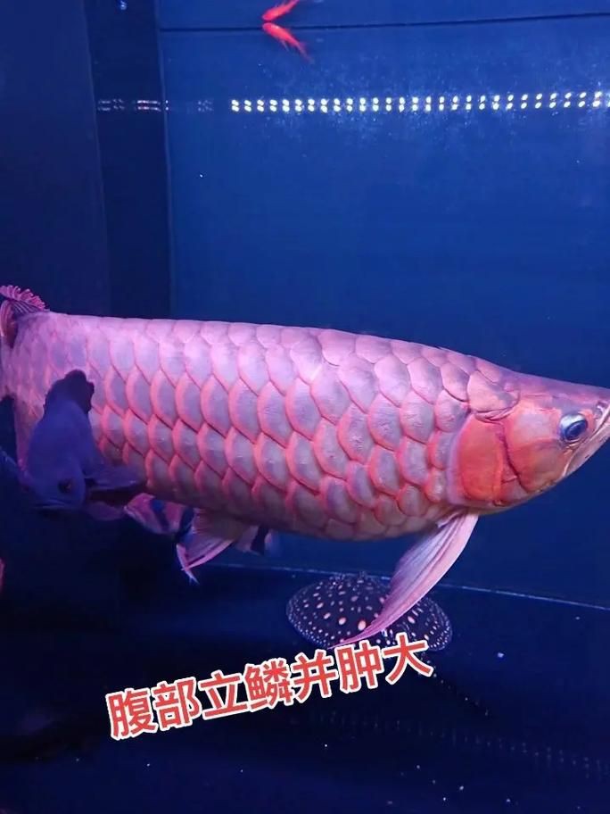 龍魚腹水最怕三個東西圖片 龍魚腹水最怕三個東西圖片 龍魚百科 第9張
