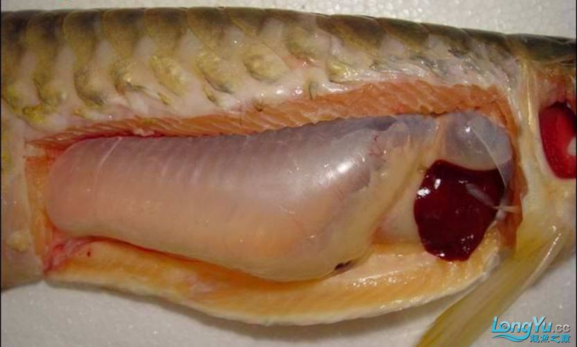 龍魚腹水最怕三個東西圖片 龍魚腹水最怕三個東西圖片 龍魚百科 第14張