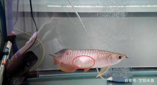 龍魚腹水最怕三個東西圖片 龍魚腹水最怕三個東西圖片 龍魚百科 第5張