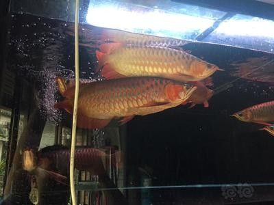 龍魚白點病的水溫管理（提高水溫可以治療白點病嗎？） 龍魚白點病的水溫管理（提高水溫可以治療白點病嗎？） 龍魚百科 第3張