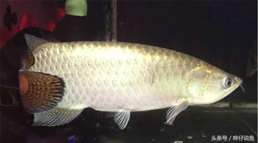 紅龍魚和金龍魚的區別:金龍一年能長多大